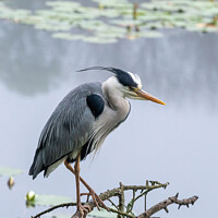 Buy canvas prints of Stunning Grey Heron Amidst Misty Lily Ponds by Tracey Turner