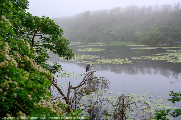 Misty Morning Fishing, Bosherston Lily Ponds Picture Board by Tracey Turner