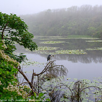 Buy canvas prints of Misty Morning Fishing, Bosherston Lily Ponds by Tracey Turner