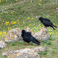 Buy canvas prints of A Breeding Pair of Chough's by Tracey Turner