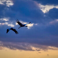Buy canvas prints of Cranes flying home in the Sunset by Tracey Turner