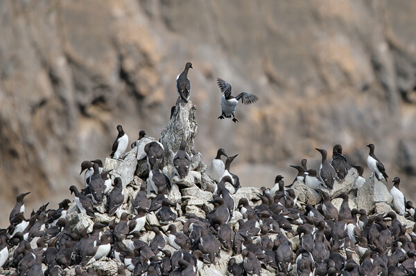 'Incoming!' - Guillemots at Elegug Stack Rocks Picture Board by Tracey Turner