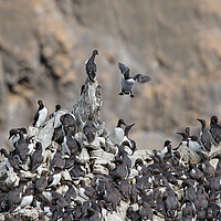 Buy canvas prints of 'Incoming!' - Guillemots at Elegug Stack Rocks by Tracey Turner
