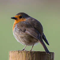 Buy canvas prints of Cosy Christmas Robin by Tracey Turner