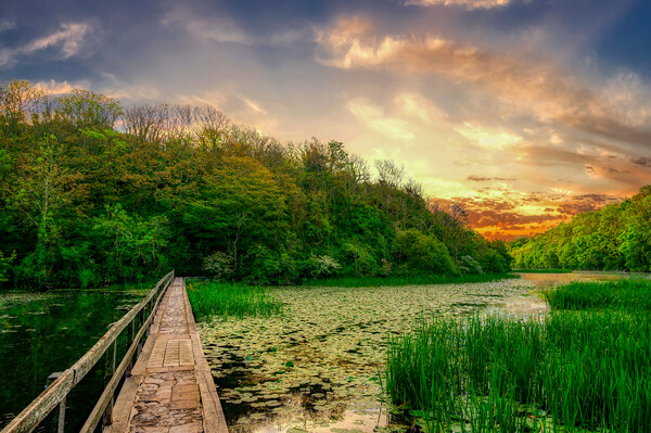 Enchanting Sunrise at The Bosherston Lily Ponds Picture Board by Tracey Turner