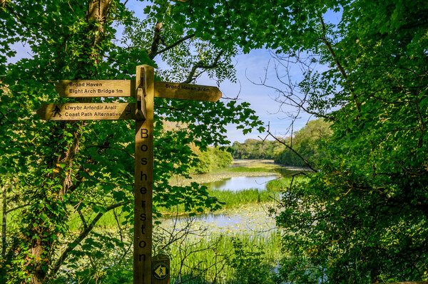 Golden Hour Magic at Bosherston Lily Ponds Picture Board by Tracey Turner