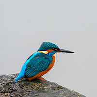 Buy canvas prints of Kingfisher Portrait by Tracey Turner