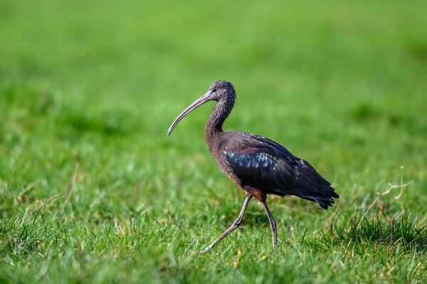 A Glossy Ibis taken in Gloucestershire Picture Board by Tracey Turner