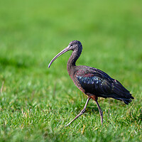 Buy canvas prints of A Glossy Ibis taken in Gloucestershire by Tracey Turner