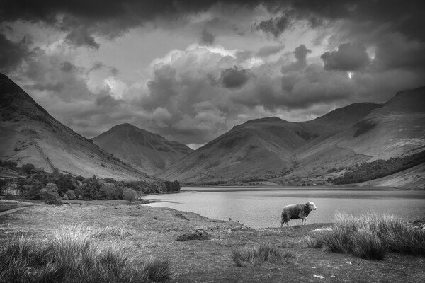 Majestic Herdwick in the Breathtaking Lake Distric Picture Board by Tracey Turner
