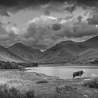 Buy canvas prints of Majestic Herdwick in the Breathtaking Lake Distric by Tracey Turner
