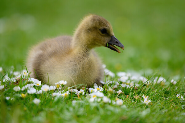 A Young Gosling amongst the Daisies Picture Board by Tracey Turner