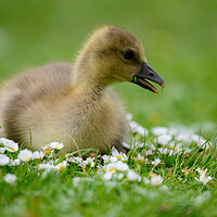 Buy canvas prints of A Young Gosling amongst the Daisies by Tracey Turner