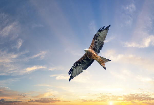 A Red Kite Soars Beneath a Beautiful Sunrise Picture Board by Tracey Turner