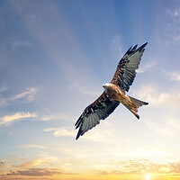 Buy canvas prints of A Red Kite Soars Beneath a Beautiful Sunrise by Tracey Turner