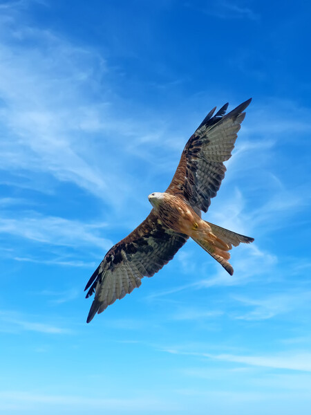 Majestic Red Kite in Flight Picture Board by Tracey Turner