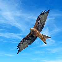 Buy canvas prints of Majestic Red Kite in Flight by Tracey Turner