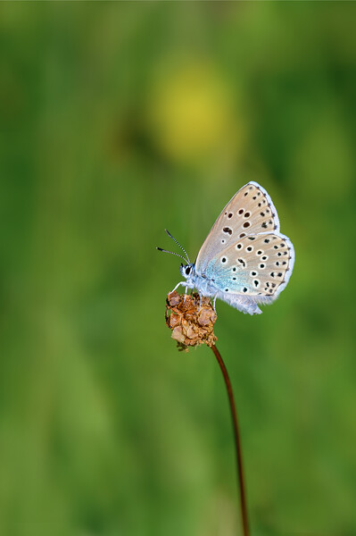 Large Blue Butterfly Picture Board by Tracey Turner