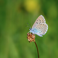 Buy canvas prints of Large Blue Butterfly by Tracey Turner