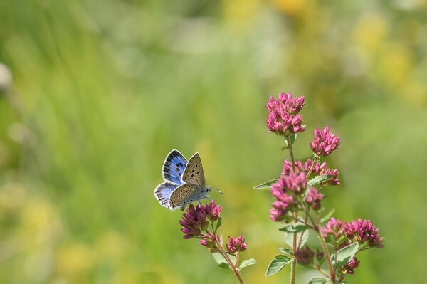 The Stunning Large Blue Butterfly Picture Board by Tracey Turner