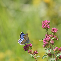 Buy canvas prints of The Stunning Large Blue Butterfly by Tracey Turner