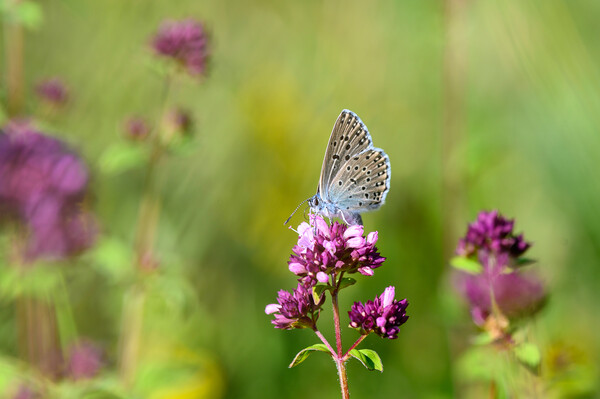 Large Blue Butterfly on Wild Thyme Picture Board by Tracey Turner
