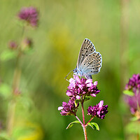Buy canvas prints of Large Blue Butterfly on Wild Thyme by Tracey Turner