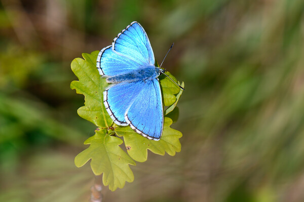 Adonis Blue Butterfly Picture Board by Tracey Turner