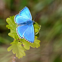 Buy canvas prints of Adonis Blue Butterfly by Tracey Turner