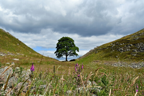 Sycamore Gap at Hadrian's Wall Picture Board by Tracey Turner