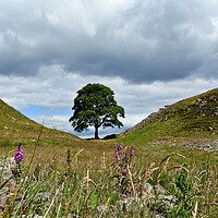 Buy canvas prints of Sycamore Gap at Hadrian's Wall by Tracey Turner