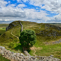 Buy canvas prints of Stunning Sycamore Gap and Hadrian's Wall Panorama  by Tracey Turner