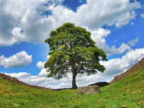 Iconic Sycamore Gap on Hadrian's Wall Picture Board by Tracey Turner