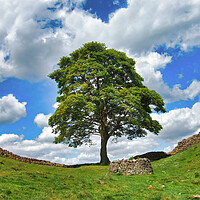 Buy canvas prints of Iconic Sycamore Gap on Hadrian's Wall by Tracey Turner