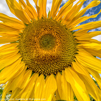 Buy canvas prints of Sunflower Head by Tracey Turner