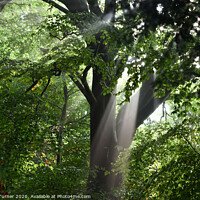 Buy canvas prints of Tree Rays by Tracey Turner