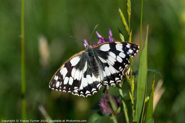 Marbled White Butterfly Picture Board by Tracey Turner