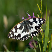 Buy canvas prints of Marbled White Butterfly by Tracey Turner