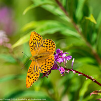 Buy canvas prints of Beautiful Fritillary Butterfly by Tracey Turner