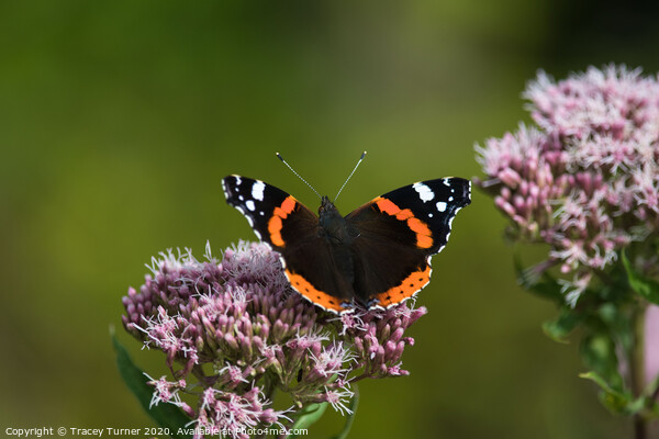 Red Admiral Butterfly on Hemp Picture Board by Tracey Turner