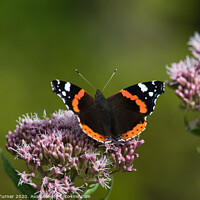 Buy canvas prints of Red Admiral Butterfly on Hemp by Tracey Turner