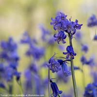 Buy canvas prints of Bluebell Close-Up by Tracey Turner