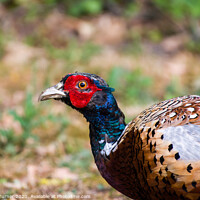 Buy canvas prints of Plucky Pheasant by Tracey Turner