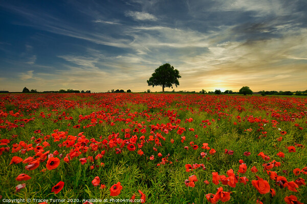 Poppy Field at Sunset Picture Board by Tracey Turner