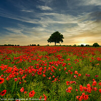 Buy canvas prints of Poppy Field at Sunset by Tracey Turner