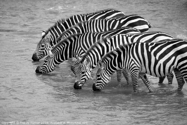 Thirsty Zebras! Picture Board by Tracey Turner