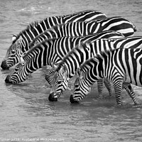 Buy canvas prints of Thirsty Zebras! by Tracey Turner