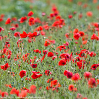 Buy canvas prints of Beautiful Poppies by Tracey Turner