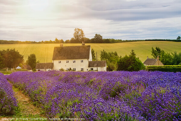 Cotswold Lavender at Snowshill Picture Board by Tracey Turner