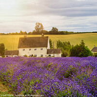 Buy canvas prints of Cotswold Lavender at Snowshill by Tracey Turner